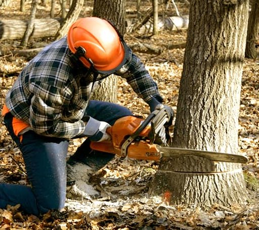 Tree Removal in Lake Linden, MI